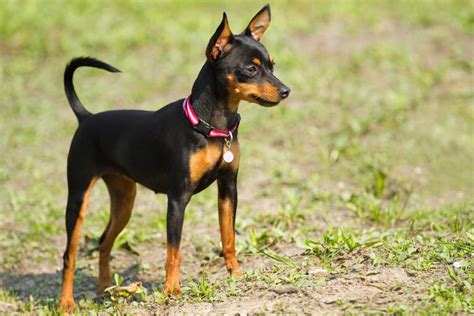 Miniature Pinscher Dog Breed Information Pictures And More