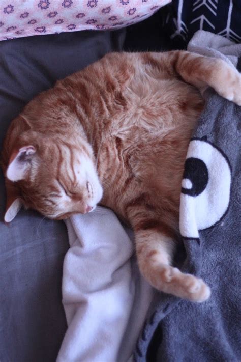 Just A Cat Tucked In Bed Adorable Gallery Cats Adorable Cute Cat