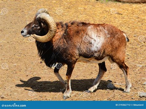 The European Mouflon Ovis Gmelini Musimon Stock Photo Image Of