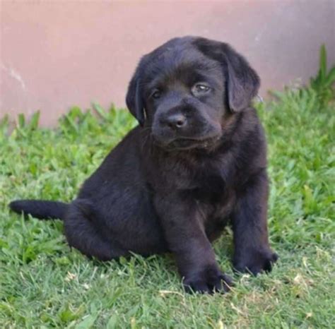Cachorros Labrador Negro De 45 Días Alice Id 579516