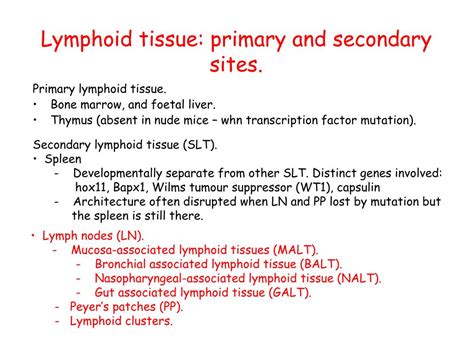 Ppt Organogenesis Of Secondary Lymphoid Tissues Slt Powerpoint
