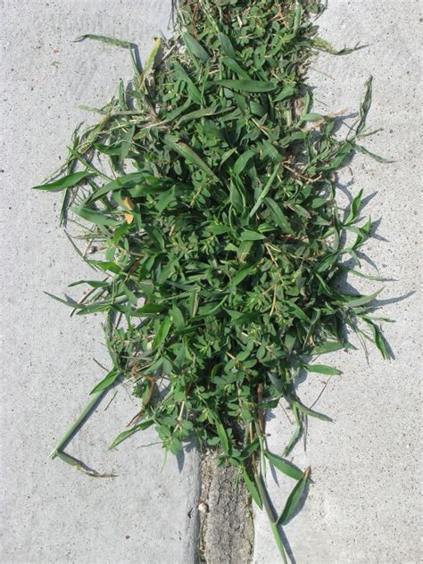 How To Do Summer Weed Control Gro Big Red