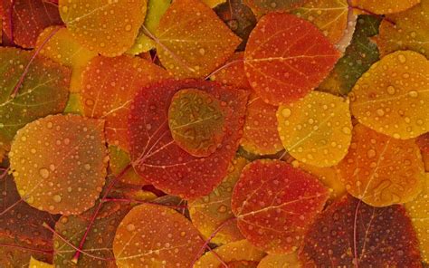 Осенние листья фото обои и картинки на рабочий стол скачать