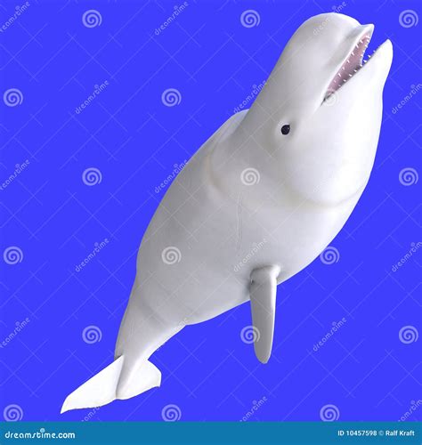 Whitle Female Beluga Whale Royalty Free Stock Photos Image 10457598