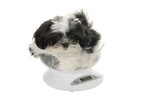 Shih Tzu Weight Chart What To Expect From Your Dog Or Puppy Raised