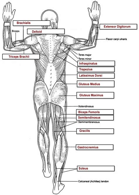 This is an online quiz called anterior muscles of the upper body. Printable Anatomy Labeling Worksheets Muscles Labeling Full Body Anatomy Worksheets Overall ...