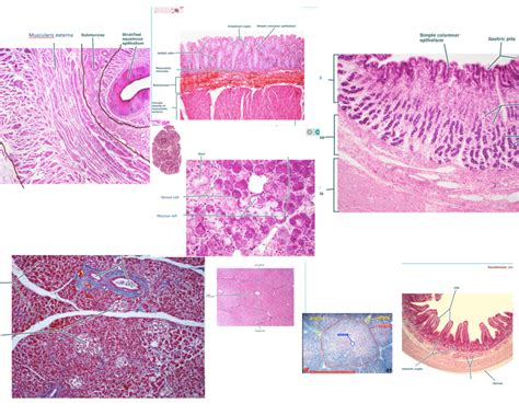 Histology Of Digestive System Diagram Quizlet