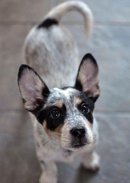 Blue Heeler Chihuahua Mix Temperament Size Adoption Lifespan Price