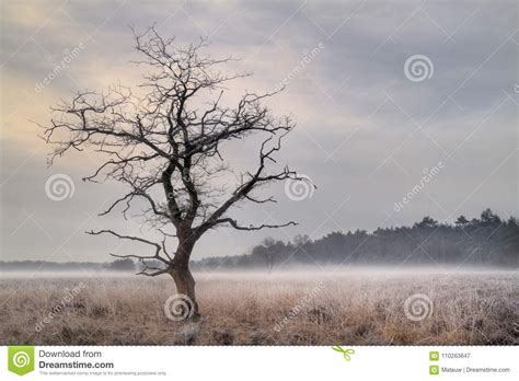 Tree On Moor With Groundfog And Hoarfrost Stock Image Image Of Heath