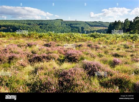 North York Moors Heather On Great Ayton Moor With Captain Cooks