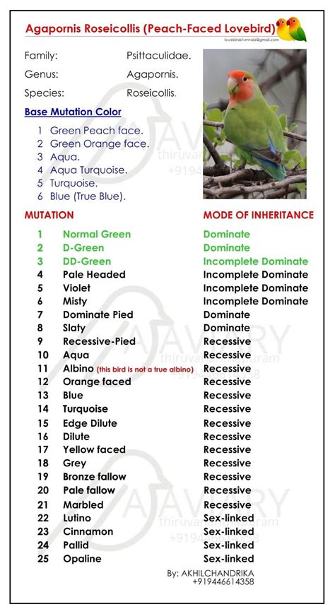 Parrotlets Basic Colour Mutation And Breeding Chart Artofit