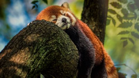 Red Panda Sleeping 4k Ultra Hd Wallpaper Background Image 3840x2160
