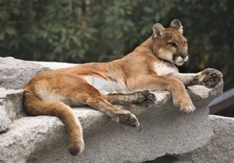 The Cougars Animal Interesting Facts And Pictures All