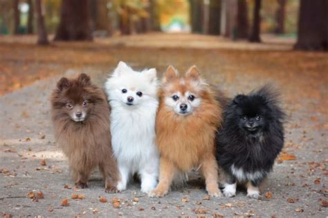 Cute Dog Breeds That Stay Small Forever Tucson Vet