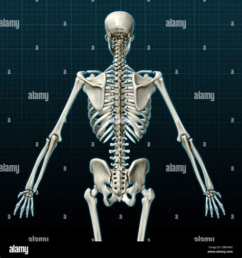 Esqueleto Humano Vista Posterior Fotografía De Stock Alamy