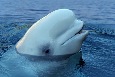 Beluga Whale Somehow Ended Up In The River Thames