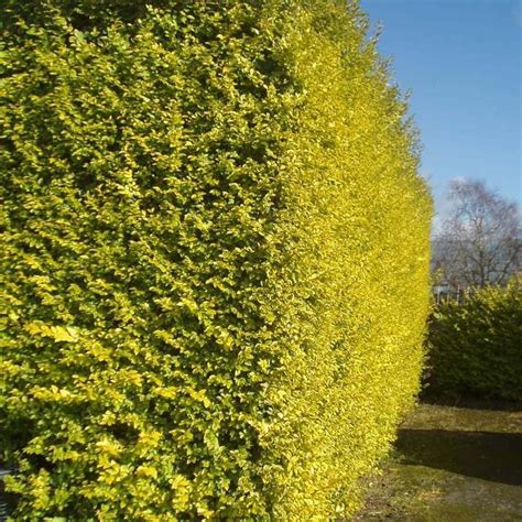 Golden Privet Hedge Hedges Shrubs For Privacy Hedging Plants