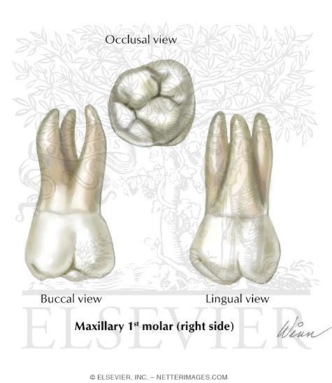 Maxillary Nd Molar Right Side Hot Sex Picture