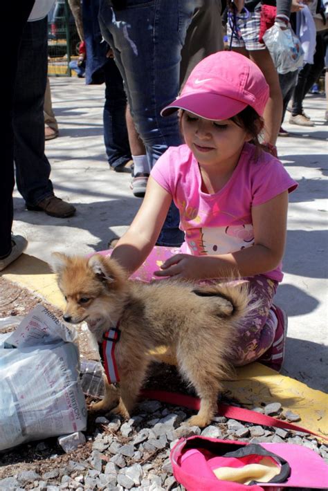 Promueven El Cuidado Y La AdopciÓn Con Caminata Canina Proyecto Sumar