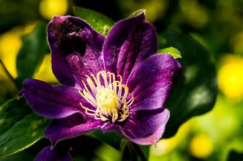 Hanki 15.000 sekunnin clematis jackmanii superba flower on arkistovideomateriaali, jonka nopeus on 29.97fps. Bosrank 'Jackmanii' kopen bij Tuincentrum Boskoops.nl ...