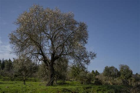 An Old Almond Tree In Bloom Stock Photo Image Of Natural Judea
