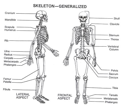 32 Skeletal System With Label Labels Design Ideas 2020