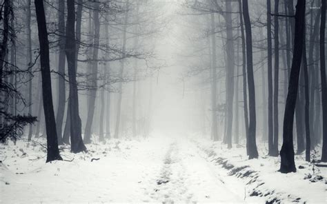 Snowy Path In The Foggy Forest 2 Wallpaper Nature Wallpapers 41342