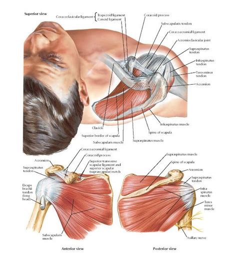 Muscles Of Rotator Compressor Cuff Anatomy Acromion Teres Minor