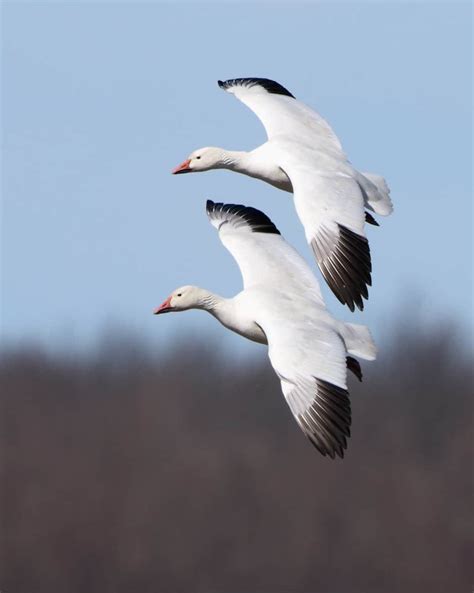 Snow Goose Pair In Flight Focusing On Wildlife
