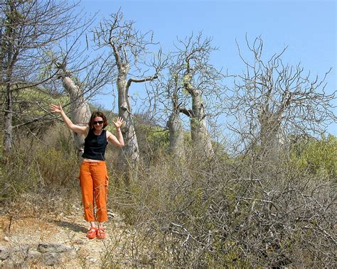 Bottle Trees