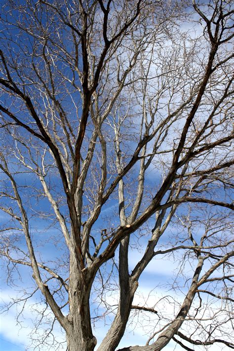 Locust Tree In Winter Picture Free Photograph Photos