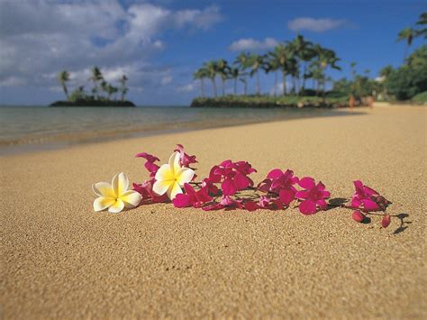 Oahu Hawaii Usa Flowers On Tropical Beach Image By © Ocean