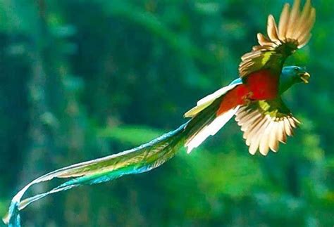Most Beautiful Birds