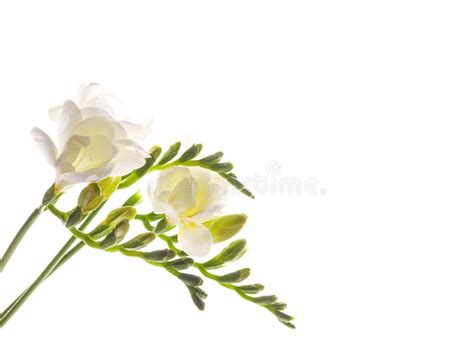 Tender White Freesia Flowers Stock Image Image Of Florist Beauty