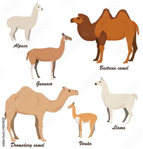 Camelids Vector Illustration Set Dromedary Camel Bactrian Camel