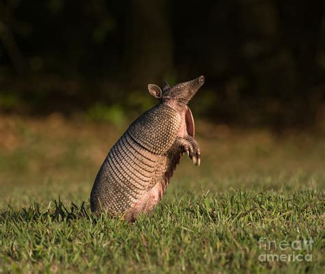 Armadillo Standing Photograph By Zina Stromberg Fine Art America