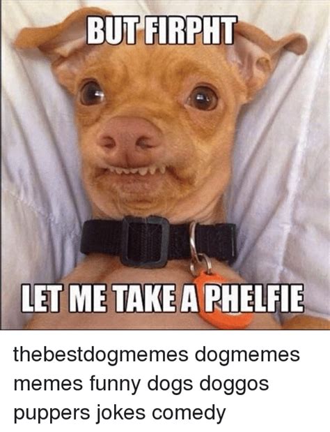 Dog Memes Gallery Ebaums World
