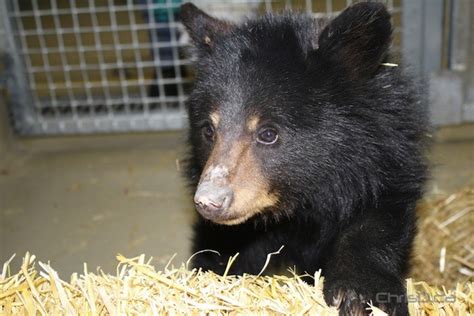 Winnipeg Zoo Takes In Malnourished Black Bear Cub Chrisdca