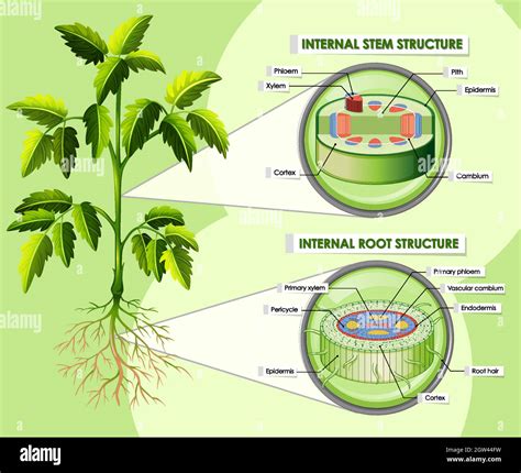 Plant Leaf Cell Diagram Graphic Stock Vector Images Alamy