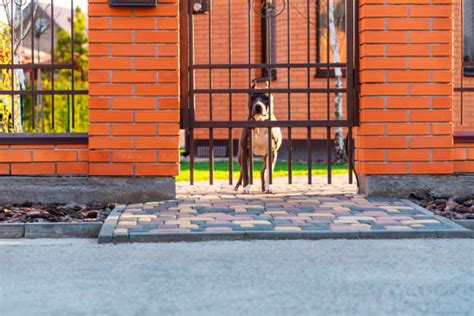 80 Dog Barking Behind Fence Stock Photos Pictures And Royalty Free