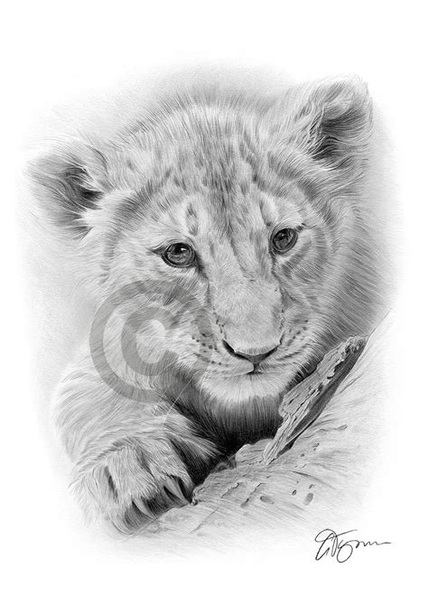 Draw a line, which will act as the center of the head. Pencil drawing of a lion cub by UK artist Gary Tymon