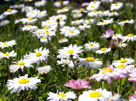 Late summer can mean dog days in the garden as the bright color palettes of spring and early summer slowly fade. 30+ Summer Flower Garden Wallpaper on WallpaperSafari