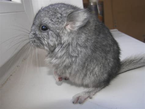 Wallpaper Furry Whiskers Gray Hamster Rodent Animal Mouse