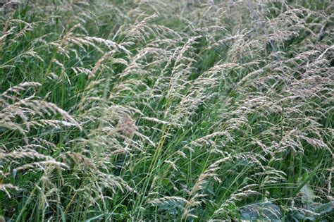 In The Meadow Among Grasses Grows Ryegrass Arrhenatherum Elatius Stock