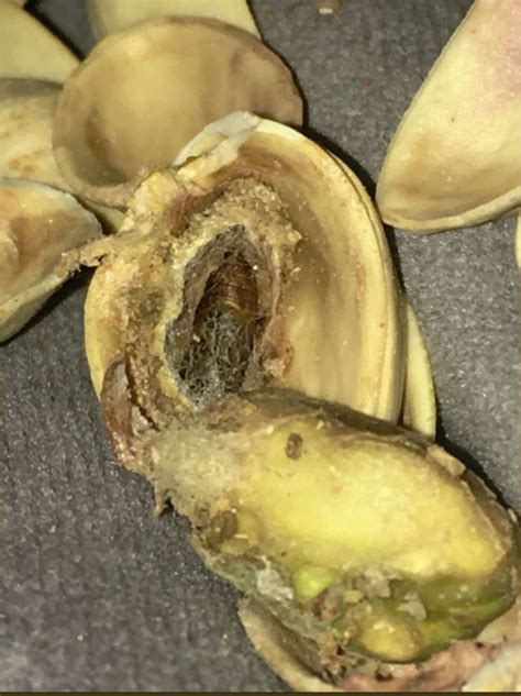 Revolted Morrisons Customer Finds Bug Nestled At The Centre Of Pistachio Nut Deadline News