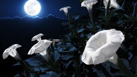 What Is A Moon Garden How To Design A Moon Garden Of Your Own