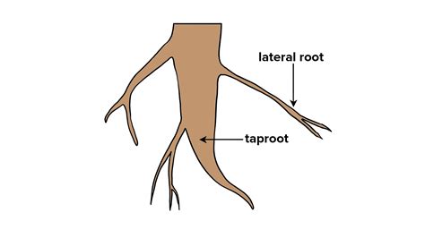 Differentiate The Following With The Help Of Diagrams Root Hair And