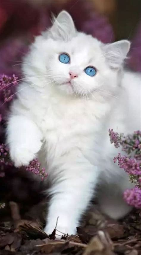 Super Fluffy White Kitty With Blue Eyes Ragdoll Kittens Cute Cats And
