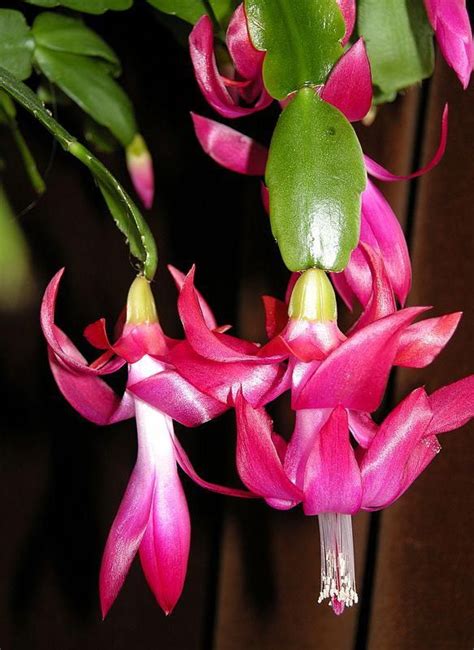 Since 1949, amols' has been san antonio's favorite fiesta and party supply shop. 100 yr. old Christmas cactus #Cactusflower | Christmas ...