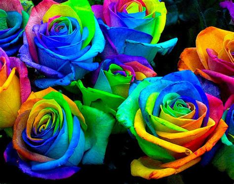Rainbow Rose Flower Seeds Unique Ebay